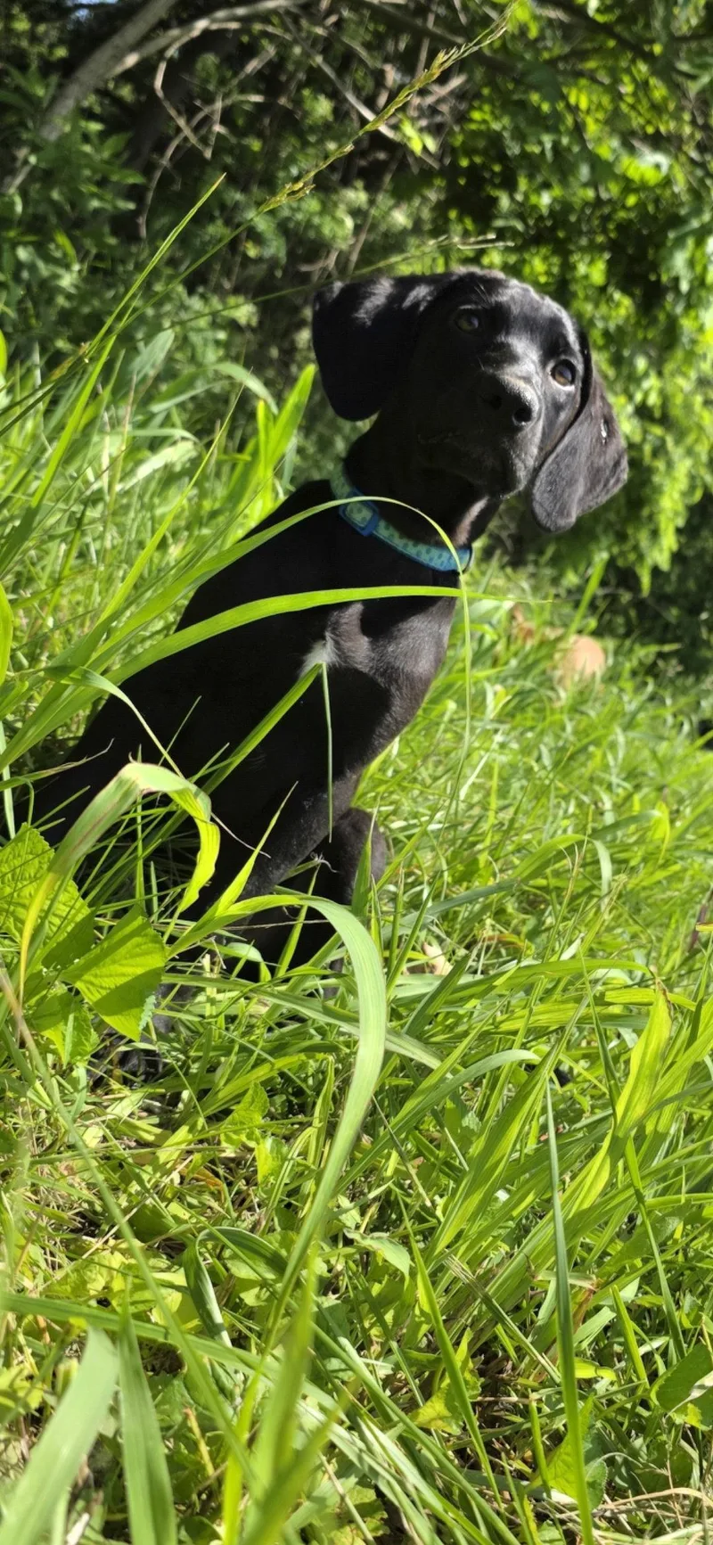 A baby large-sized male Labrador Retriever dog named Ozzy for adoption in Germantown, OH