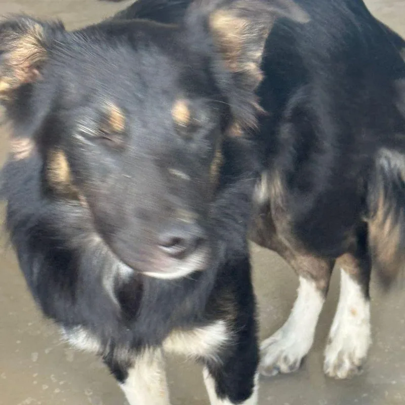 An adult medium-sized male Collie dog named Alex for adoption in Kingman, AZ
