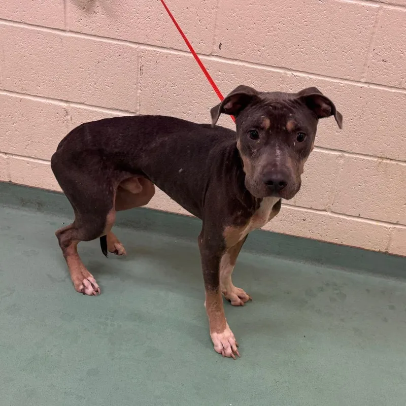 A young medium-sized male Gray / Blue / Silver Mixed Breed dog named King Booker for adoption in Memphis, TN