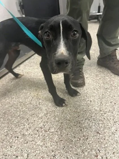 A baby small-sized male Terrier dog named Cosmo for adoption in Gastonia, NC