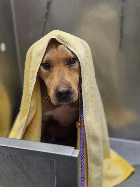 A young medium-sized male Labrador Retriever dog named Maverick for adoption in Saint Peters, MO