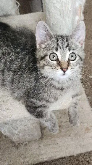 A baby medium-sized female Domestic Short Hair cat named Dumpling for adoption in Northfield, OH