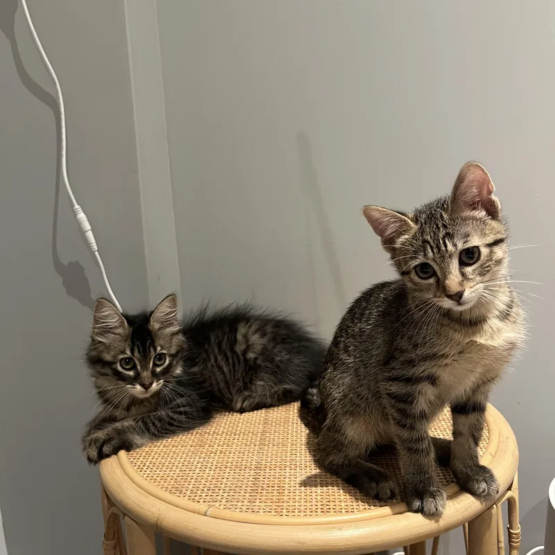 A baby medium-sized female Tabby (Brown / Chocolate) Domestic Short Hair cat named Otter for adoption in Brooklyn, NY