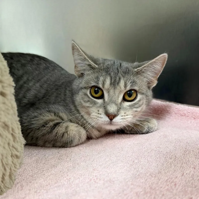 A baby medium-sized female Domestic Short Hair cat named Amaranth for adoption in State College, PA