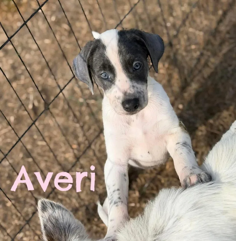 Averi