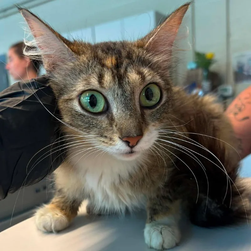 An adult medium-sized female Calico Domestic Long Hair cat named Trap Queen for adoption in Huntington, WV