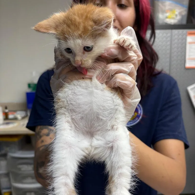 A baby small-sized male Orange / Red Domestic Short Hair cat named Tecna for adoption in Newark, NJ
