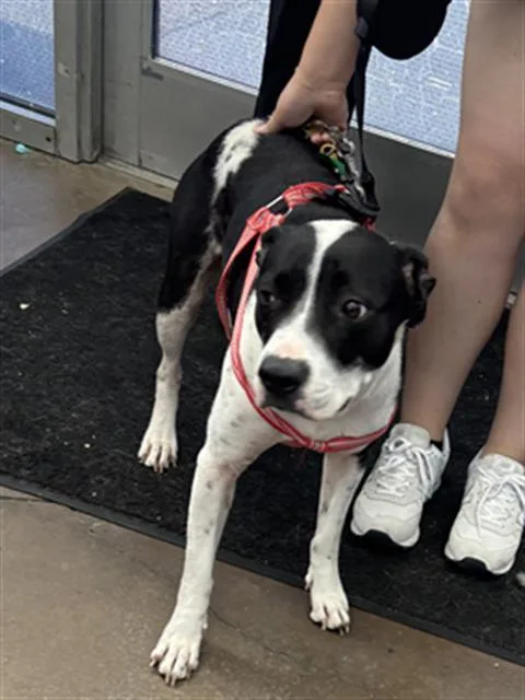 An adult medium-sized female Mixed Breed dog named Lola for adoption in Dallas, TX