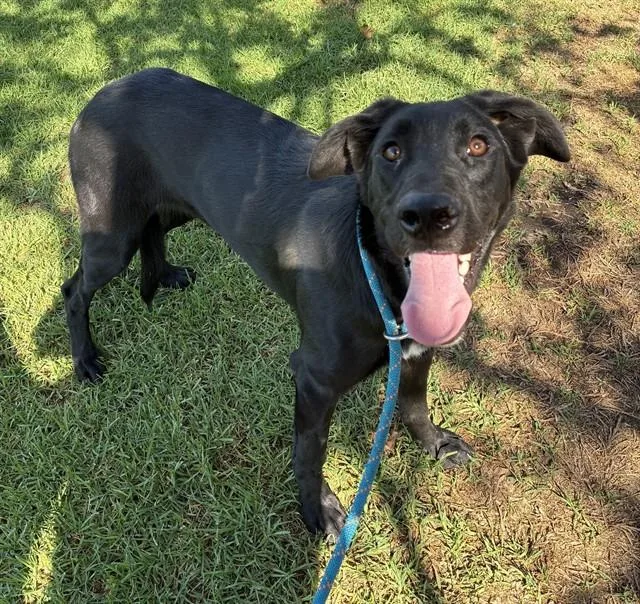 A young large-sized female Great Dane dog named Melody for adoption in Riverside, CA