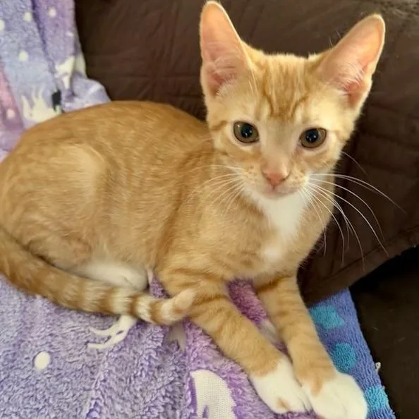 A baby small-sized male Orange / Red Domestic Short Hair cat named Hamish for adoption in Jupiter, FL