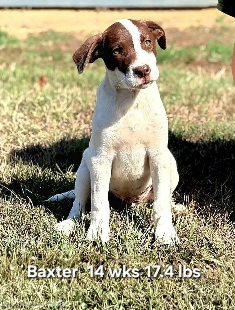A baby medium-sized male Labrador Retriever dog named Baxter for adoption in Norfolk, MA