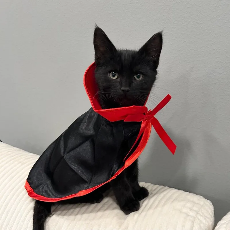 A baby medium-sized male Domestic Short Hair cat named Dracula for adoption in State College, PA