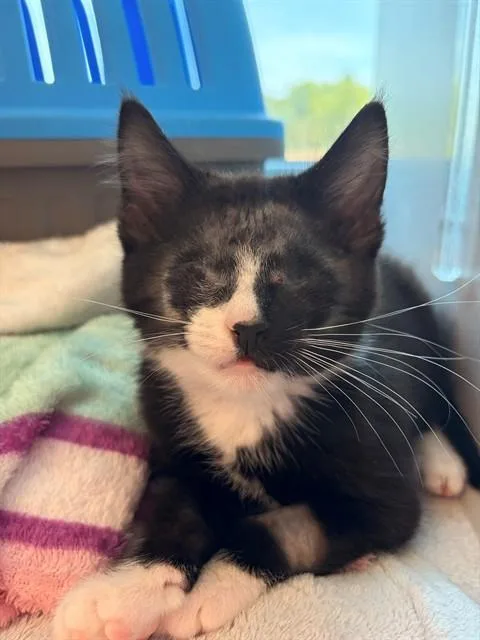 A baby medium-sized male Domestic Short Hair cat named Gumball for adoption in Leesburg, VA