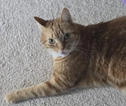 Heimdall thumbnail 2