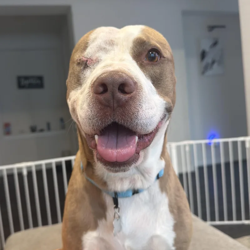 Theodore thumbnail 6