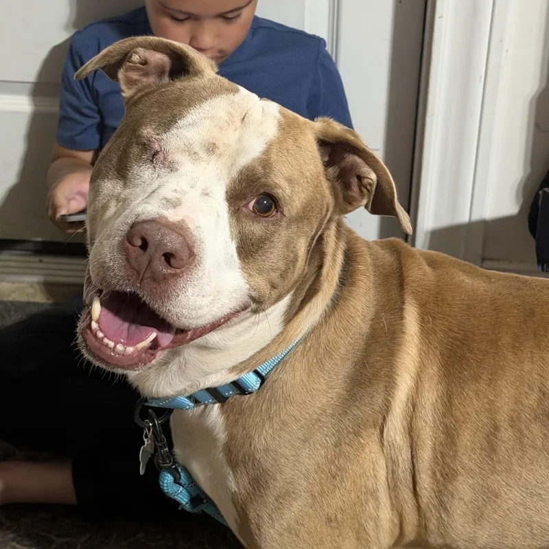 A young medium-sized male Brown / Chocolate Mixed Breed dog named Theodore for adoption in Houston, TX