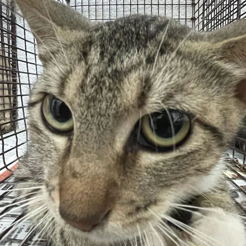 An adult medium-sized female Brown / Chocolate Domestic Short Hair cat named Jacqueline for adoption in Edinburg, TX