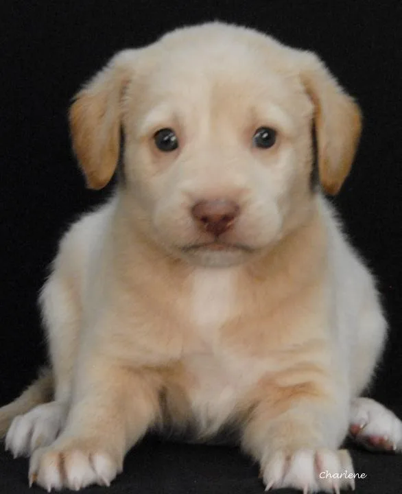 A baby medium-sized female White / Cream Irish Wolfhound dog named Jigglypuff for adoption in Newland, NC