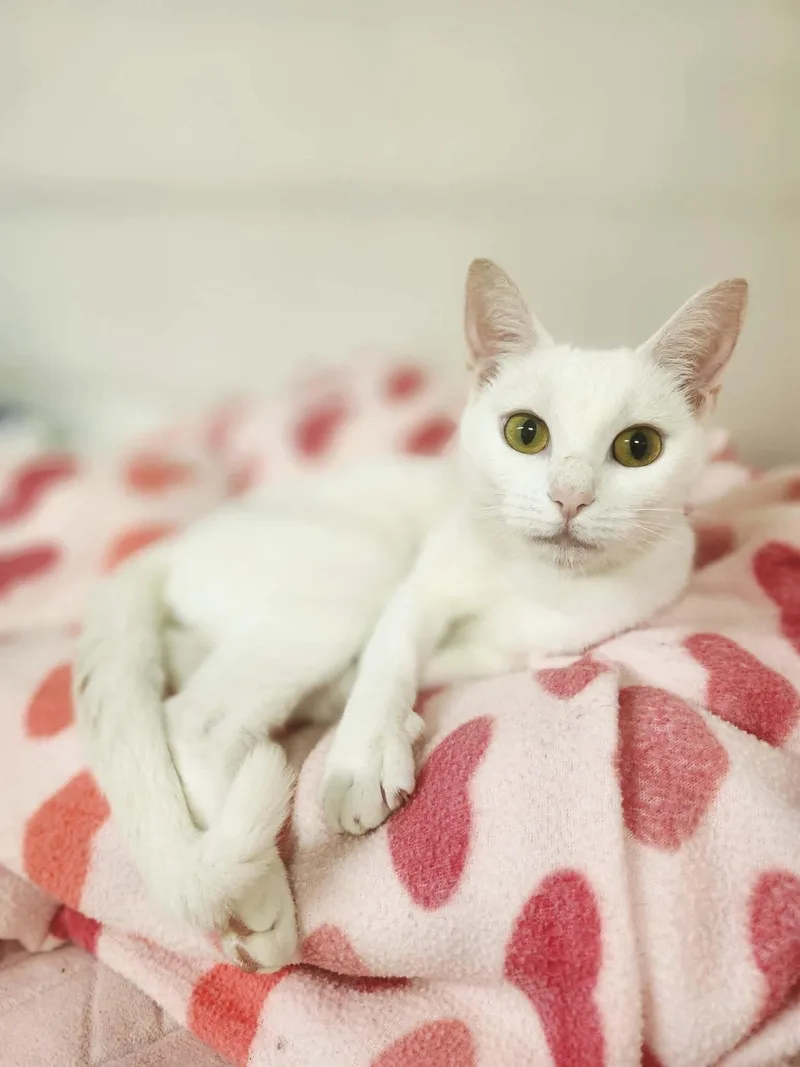An adult small-sized female White Domestic Short Hair cat named Sugar for adoption in Social Circle, GA