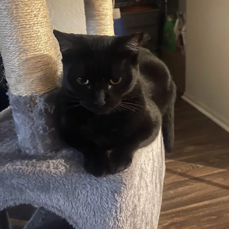 A young medium-sized female Black Domestic Short Hair cat named Pantherita for adoption in Long Beach, CA