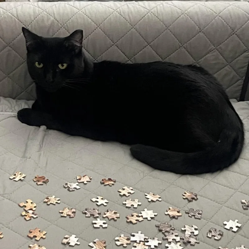 Pantherita thumbnail 2