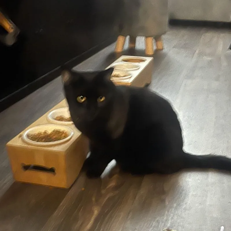 Pantherita thumbnail 3