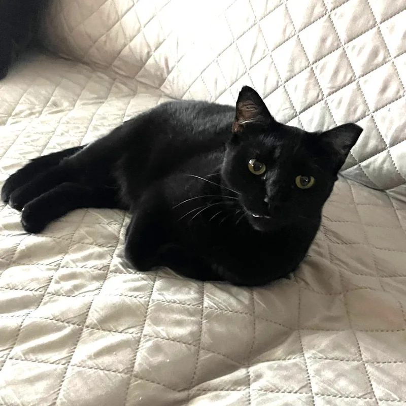 Pantherita thumbnail 4