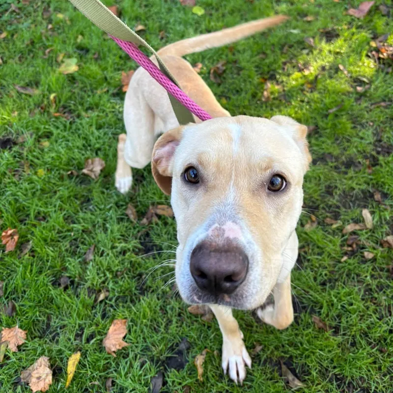 A young medium-sized male Labrador Retriever dog named Zeus for adoption in Phoenixville, PA
