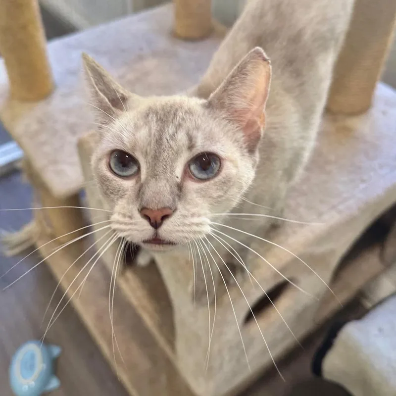 A young small-sized female Seal Point Domestic Short Hair cat named Ellen for adoption in Fredericksburg, VA