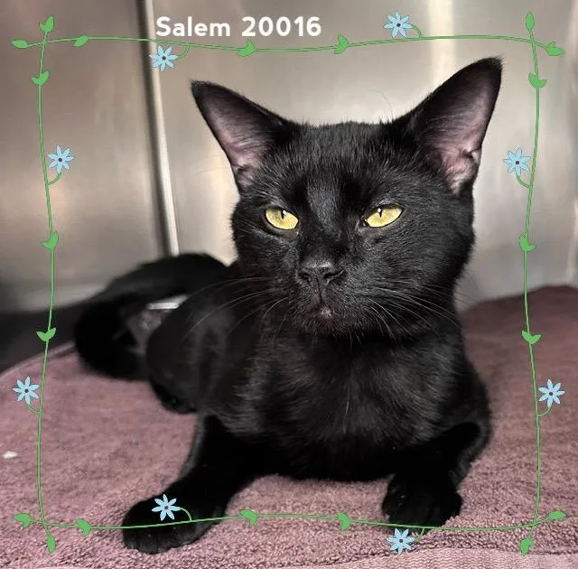 A young medium-sized male Black Domestic Short Hair cat named Salem for adoption in Marietta, GA