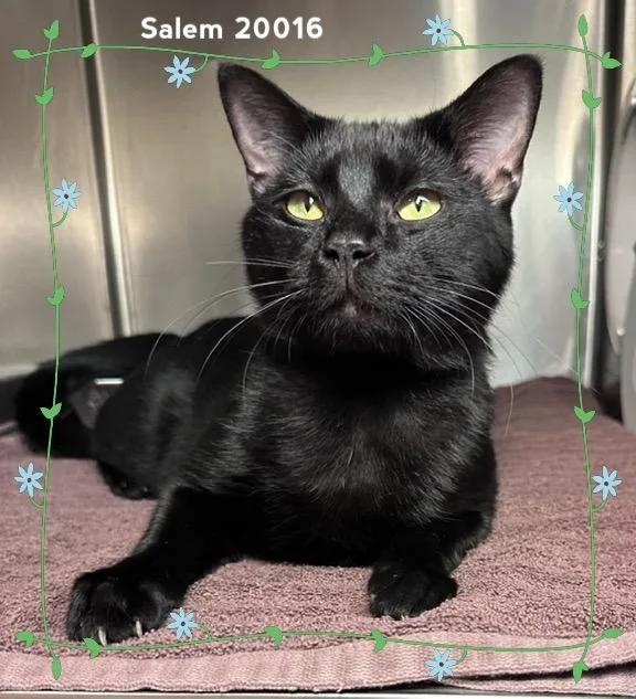 Salem thumbnail 2
