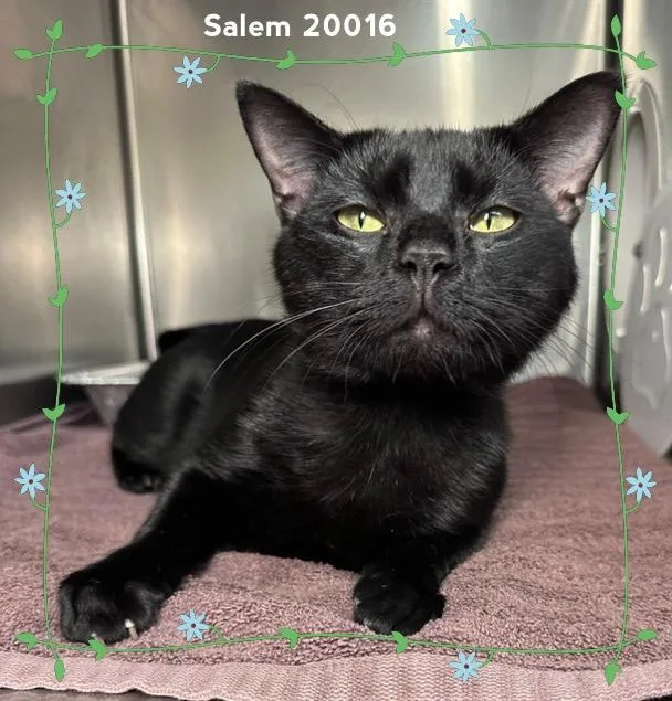 Salem thumbnail 3
