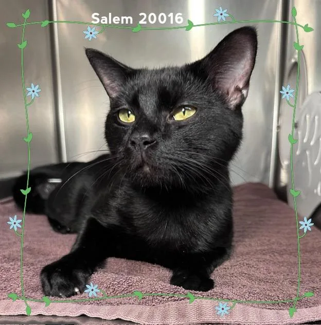 Salem thumbnail 4