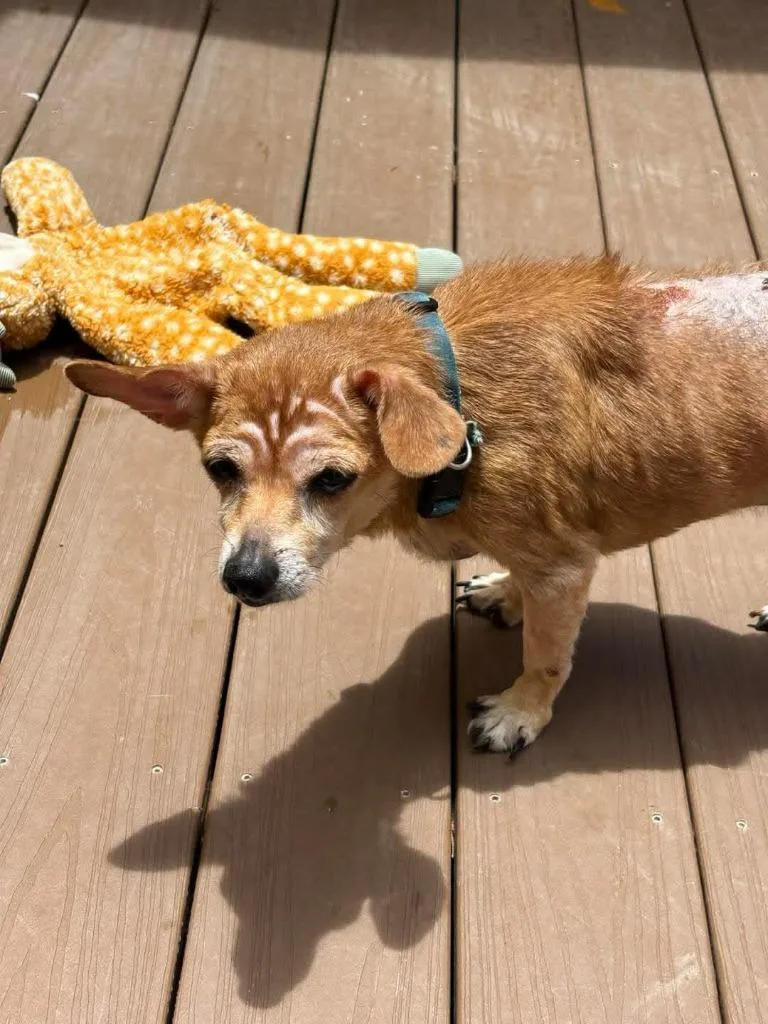 Pedro