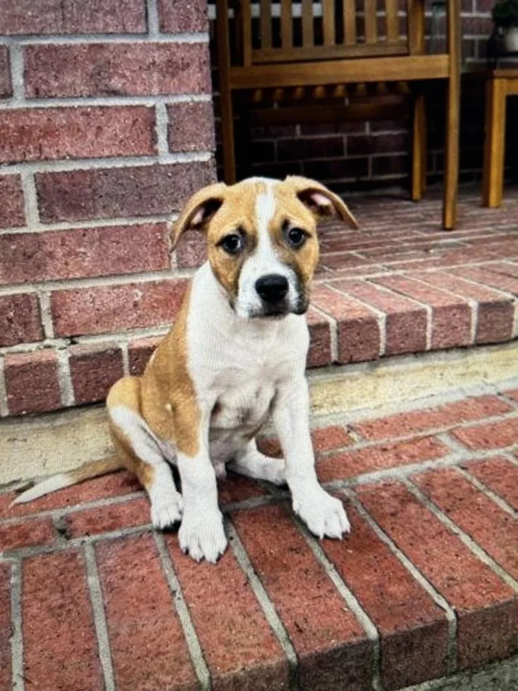 A baby small-sized male White / Cream Catahoula Leopard Dog dog named Salt for adoption in Colorado Springs, CO