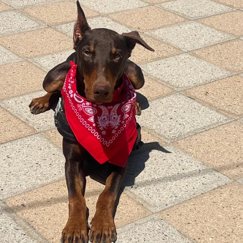 An adult medium-sized male Brown / Chocolate Doberman Pinscher dog named Ryder for adoption in San Diego, CA