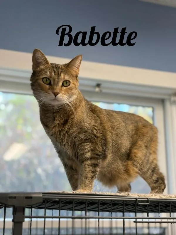 An adult medium-sized female Torbie Manx cat named Babette for adoption in Manistee, MI