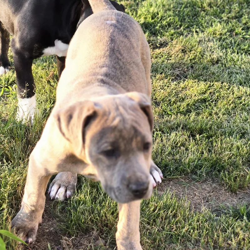 A baby large-sized female Apricot / Beige Catahoula Leopard Dog dog named Darcy for adoption in Sheridan, AR