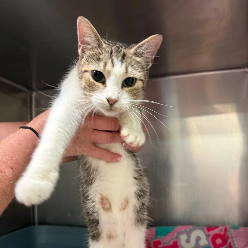 A young small-sized female Brown / Chocolate Domestic Short Hair cat named Stratus for adoption in Richmond, IN