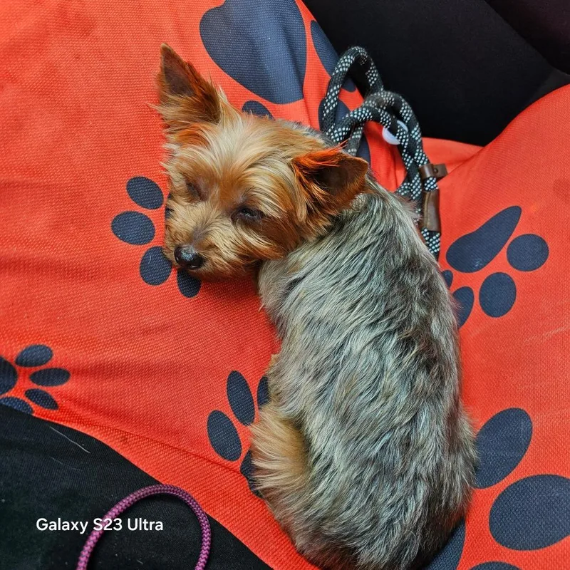 Ruby Red thumbnail 2