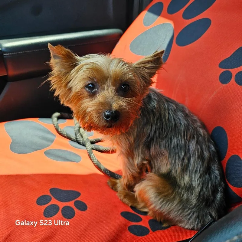 Ruby Red thumbnail 3