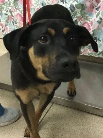 A young large-sized male German Shepherd Dog dog named Bandit for adoption in Riverside, CA