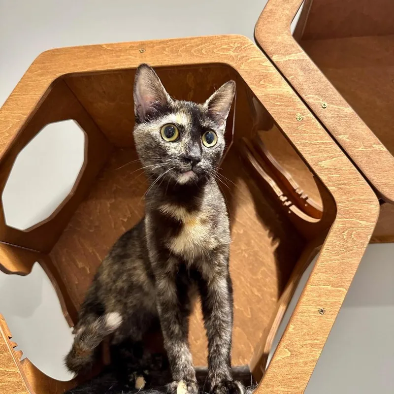 A young medium-sized female Tortoiseshell Domestic Short Hair cat named Kauai for adoption in Redwood City, CA