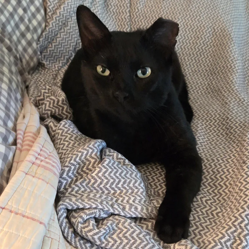 A young medium-sized male Black Domestic Short Hair cat named Pauly for adoption in Rochester, NY