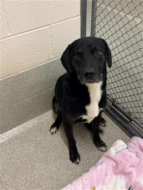 An adult medium-sized male Labrador Retriever dog named Junior for adoption in Statesville, NC