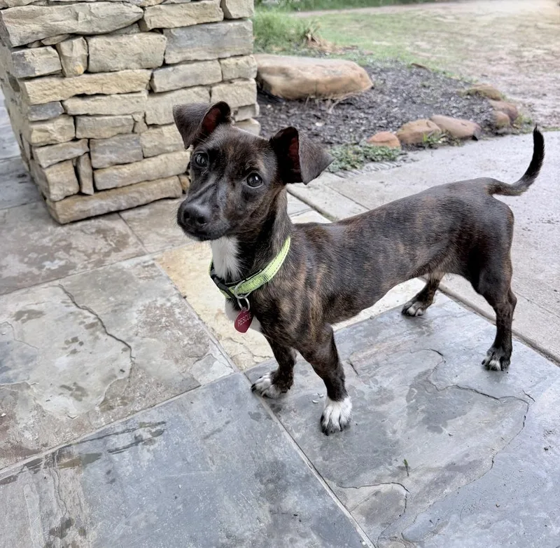 An adult small-sized female Dachshund dog named Persimmon for adoption in Richmond, TX