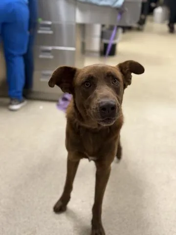 A young medium-sized male Shepherd dog named Red for adoption in Riverside, CA