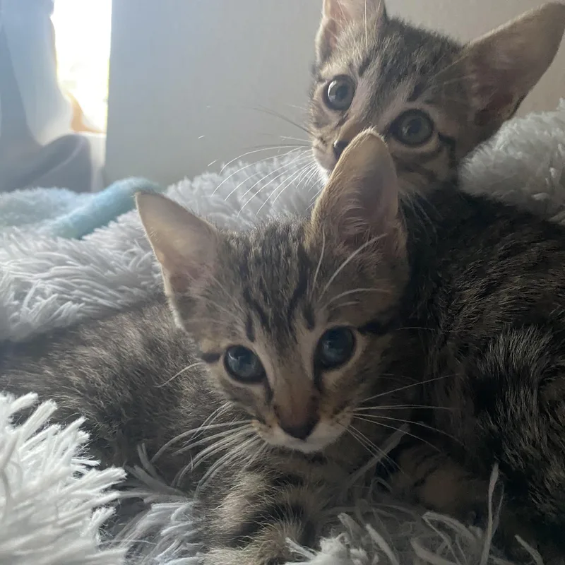 Olliepurrfect Pair thumbnail 4