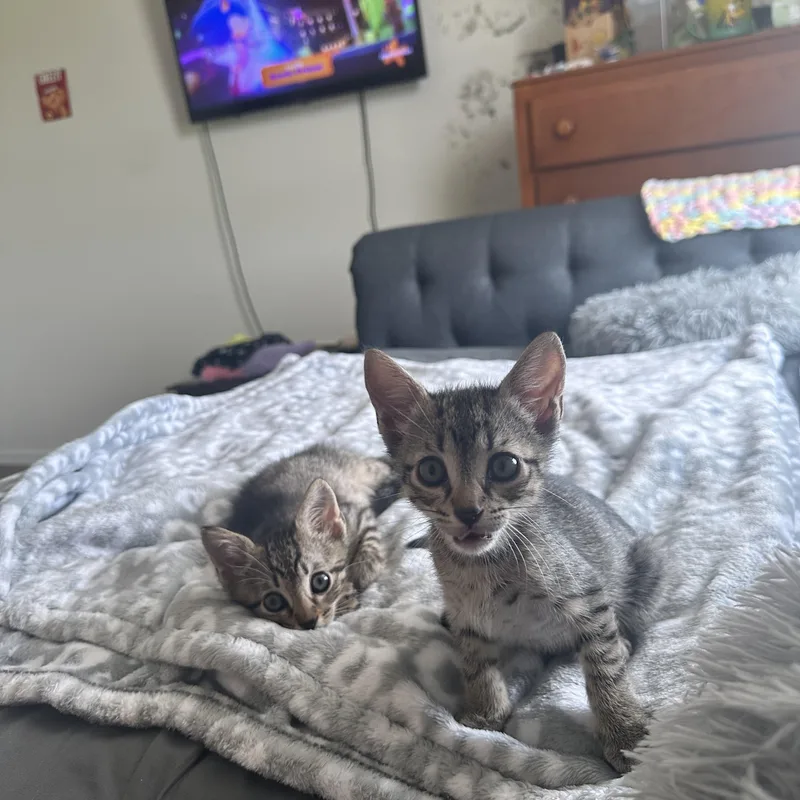 Olliepurrfect Pair thumbnail 5