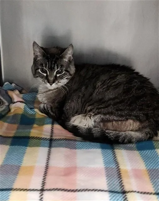 An adult large-sized female Domestic Short Hair cat named Verona for adoption in Fort Walton Beach, FL